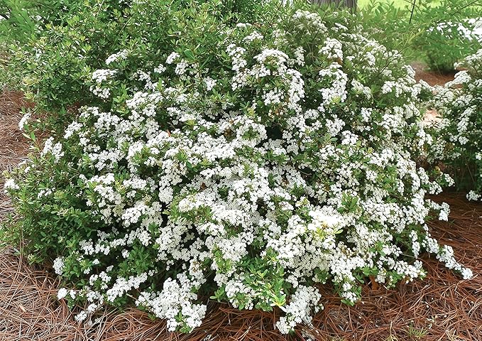 Viburnum Densa | 5 Live Quart Size Plants | Viburnum Obovatum 'Densa' | Compact Evergreen Shrub | Low-Maintenance Privacy Plants for Landscaping