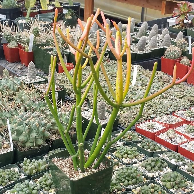 Pencil Cactus - 5 Live Plants in 4 Inch Pots - Euphorbia Tirucalli - Beautiful Indoor Succulent Houseplant
