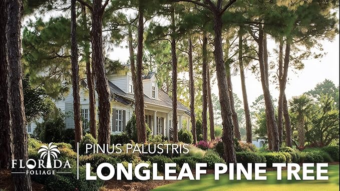 Longleaf Pine Tree | 20 Live Plants | Pinus Palustris | Fast Growing, Southern Yellow Evergreen, Ornamental Landscaping, Drought Tolerant, Native Habitat, Wildlife Friendly