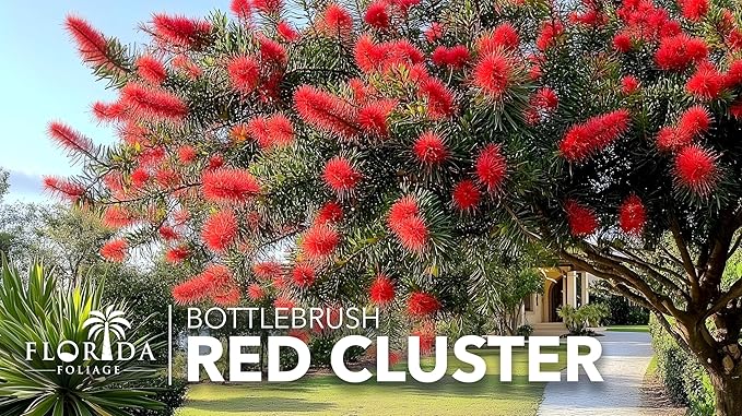 Red Cluster Bottlebrush | 30 Live Plants | Callistemon | Low Maintenance Shrub, Drought Tolerant, Vibrant Red Blooms, Evergreen Foliage, Hummingbird Magnet, Fast Growing, Ornamental Garden Accent
