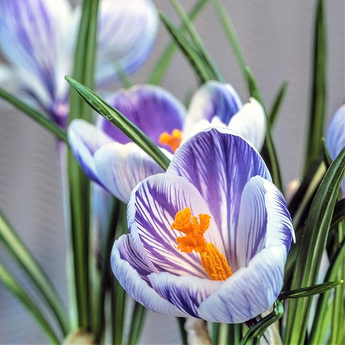 Easy to Grow Crocus Vernus King of The Stripes 20 Plant Bulbs - Violet & White Flowers in Late Winter to Spring, Full Sun Outdoor Zones 3-8