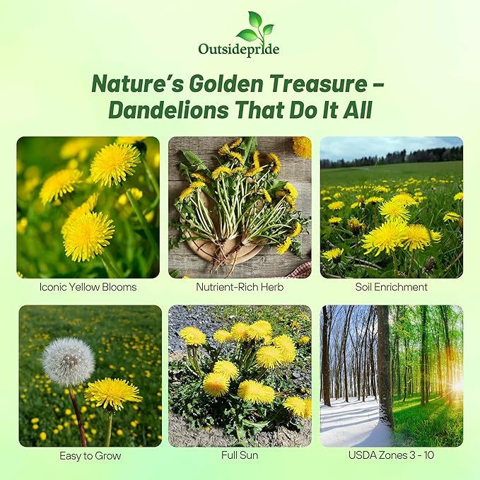 Outsidepride Dandelion Seeds for Planting - 10,000 Seeds Perennial, Easy to Grow & Drought Tolerant, Taraxacum Officinale Herb Seeds with Yellow Blooms for Edible Landscaping & Wildlife Attraction