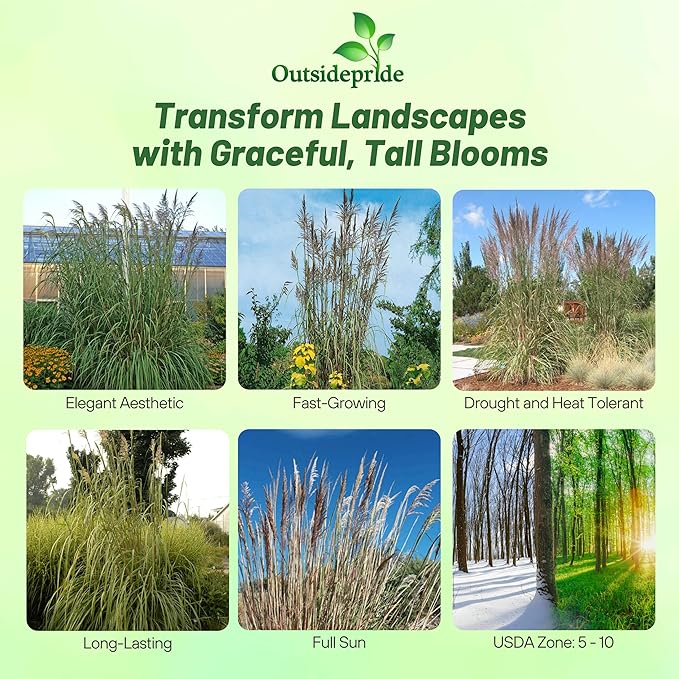 Outsidepride Erianthus Ravennae Plume Grass Seed - 500 Pcs Perennnial Hardy, Giant Ornamental Grass Seeds with Arching Gray-Green Leaves & Cream Plumes for Pampas Substitute