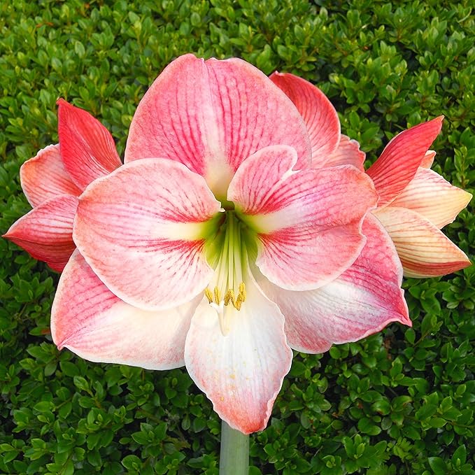 Easy to Grow Amaryllis 'Apple Blossom' Pre-Planted Bulb Indoor Gift Kit in a Silver Square - Pink & White Flowering Blooms in 4 to 8 Weeks