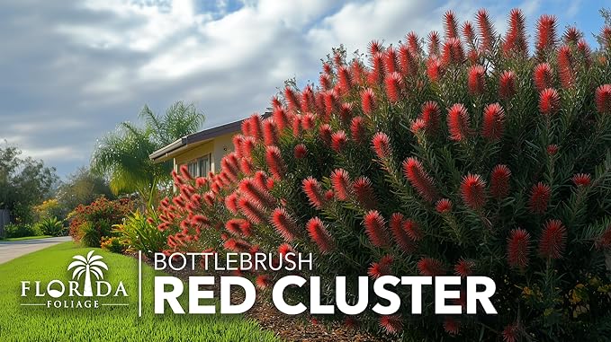 Bottlebrush Red Cluster | 10 Live 4 Inch Plants | Callistemon | Drought Tolerant Shrub, Evergreen Foliage, Vibrant Red Blooms, Low Maintenance Plant, Attracts Hummingbirds, Landscaping