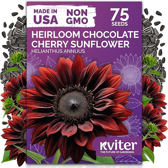 KVITER 75 Chocolate Cherry Sunflower Seeds to Plant (Helianthus annuus) – Heirloom Seed Non GMO Organic Sunflowers Variety, Long Vase-Life Blooms – Flower Seeds for Planting in Home Garden