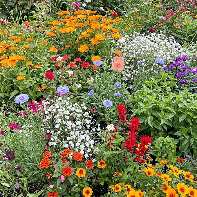 Ferry-Morse Hot, Dry Annual Mix Bulk Wildflower Seeds, 1lb