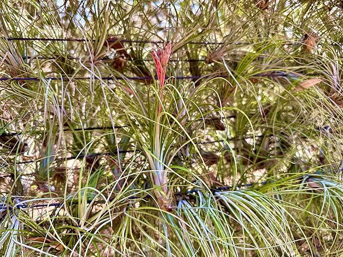 ragnaroc Air Plants - Tillandsia Juncea, Jumbo 8-12" - 2ct - Live Arrival Guaranteed - House Plants for Home Decor & Gift