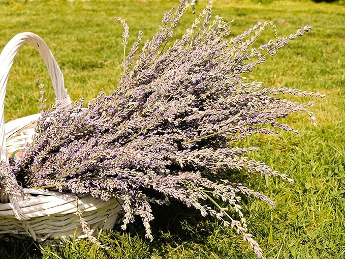 Greenwood Nursery: Live Perennial Plants - Grosso Lavender + Lavandula x Intermedia - [Qty: 10x 3.5 Pots] - (Click for Other Available Plants/Quantities)