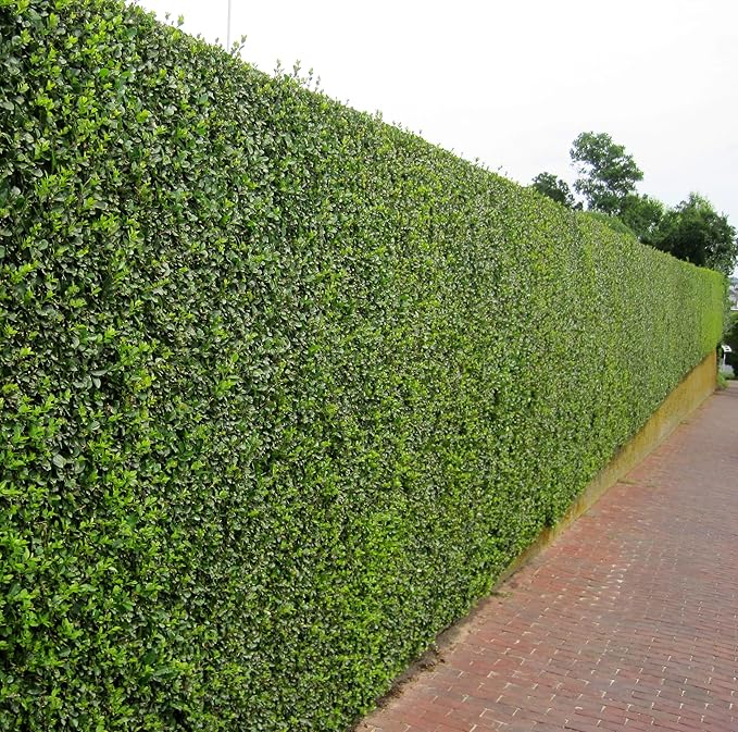 Curled Leaf Privet - Ligustrum Japonicum Recurvifolium - 30 Live Plants - Evergreen Flowering Privacy Hedge