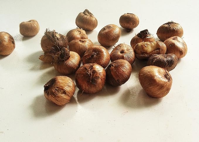 Mixed Giant Crocus - 25 Bulbs - Assorted Colors by Willard & May