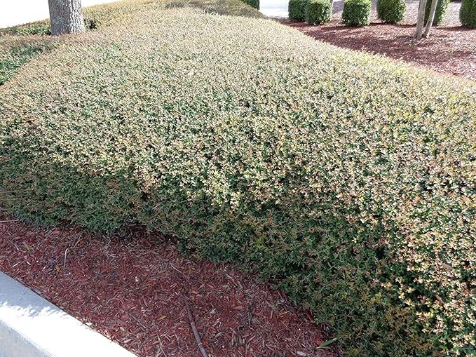 Dwarf Yaupon Holly | Ilex Schilling Stokes Vomitoria | 3 Live Plants | Drought Tolerant Low Maintenance Evergreen Hedge