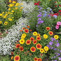 Ferry-Morse Rocky Mountain Mix Bulk Wildflower Seeds, 1lb