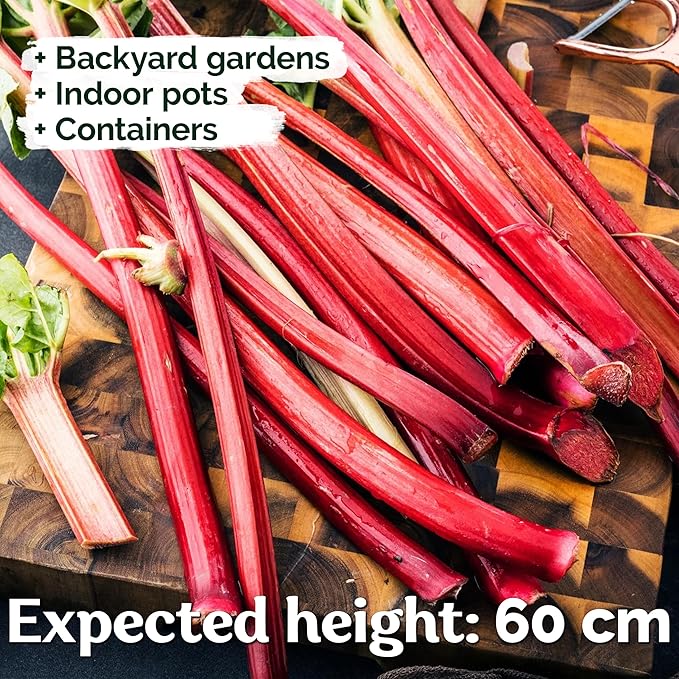KVITER 50 Red Victoria Rhubarb Seeds for Planting (Rheum Rhabarbarum) – Organic & Heirloom Seeds, Perennial Vegetable Seeds – Perfect for Rhubarb Jam & Pies, Grow in Beds & Outdoor Garden