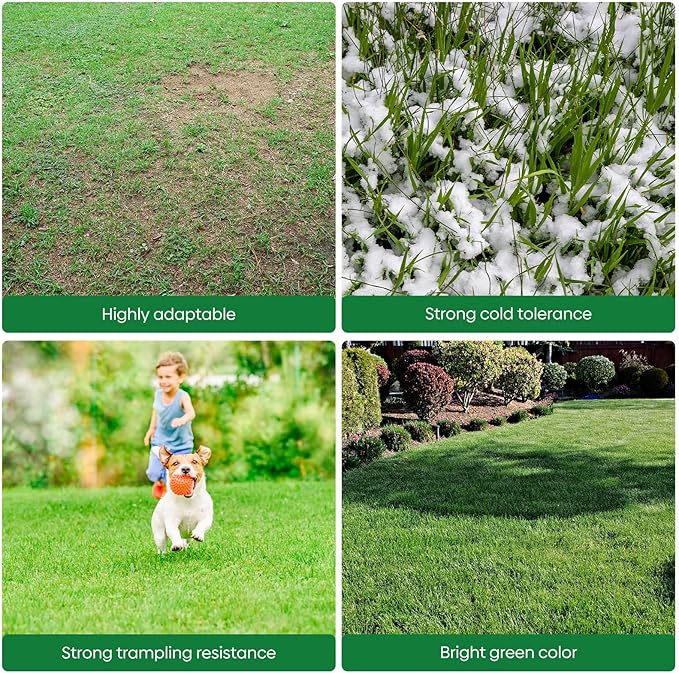 Winter Rye Seeds, 3lbs Non-GMO Cover Crop Seeds, Annual Secale Cereale to Plant for Lawn Alternative, Rye Grass Seed Grown in The USA