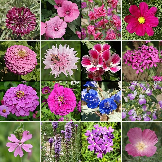 Ferry-Morse Pink and Purple Mix Bulk Flower Seeds, 1lb