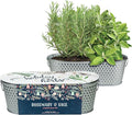 BUZZY Seeds Easy to Grow Rosemary and Sage Windowsill Herb Kit, Decorative Planter Includes Seed Packets and Growing Medium, Indoor Gardening Gift, Seed Starter, Birthday Present Idea