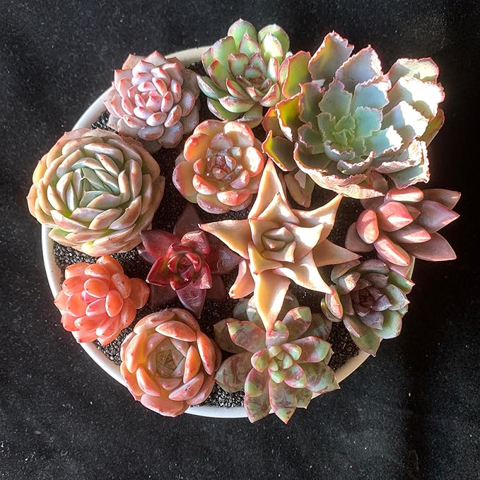 12pc Succulents Plants Live – Easy Care Bare Root Succulent, Low Maintenance Mini Succulents for Indoor Outdoor Decor, Home Office & Garden, Gift Set for Plant Lovers