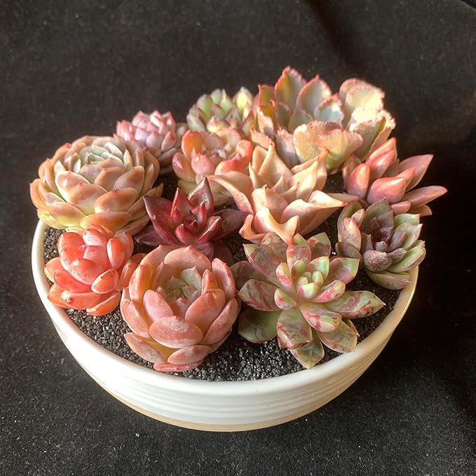12pc Succulents Plants Live – Easy Care Bare Root Succulent, Low Maintenance Mini Succulents for Indoor Outdoor Decor, Home Office & Garden, Gift Set for Plant Lovers