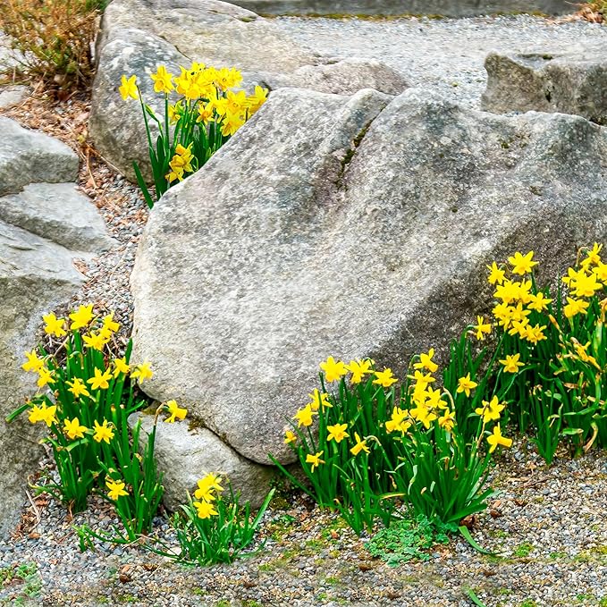 Garden State Bulb Narcissus Rock Garden Mix Daffodil Flower Bulbs, 12/14cm, Fall Planting (Bag of 50)