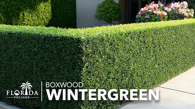 Wintergreen Boxwood | 3 Live Plants | Buxus Microphylla | Evergreen Shrub, Dense Foliage, Formal Garden, Low Maintenance, Privacy Hedge, Year-Round Interest, Landscaping Shrub