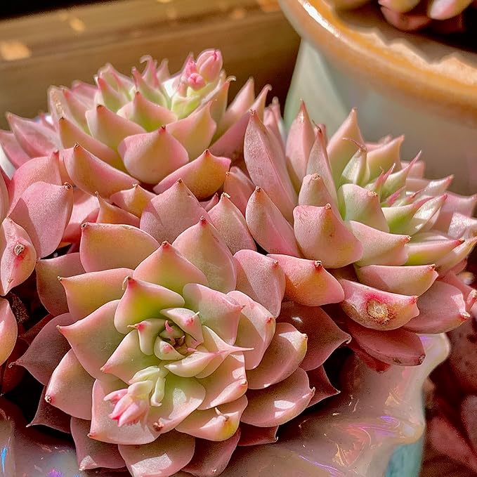 FWPP Succulents Live Echeveria Margaret,Pink Multi Headed Clustered Rare Plants,Bare Root Without Pot Soil,Indoor Live Succulent Plants are Suitable as Gifts and Decorations