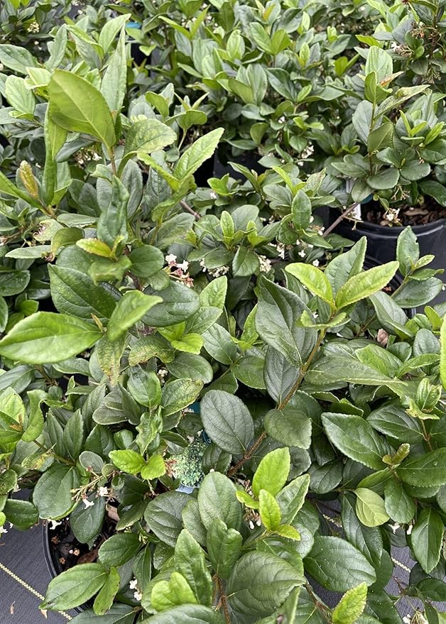 Viburnum Suspensum | 3 Large Gallon Size Plants I Sandankwa I Live Durable Evergreen Shrub with Fragrant Blooms, Ideal for Hedges, Privacy Screens, and Ornamental Landscaping