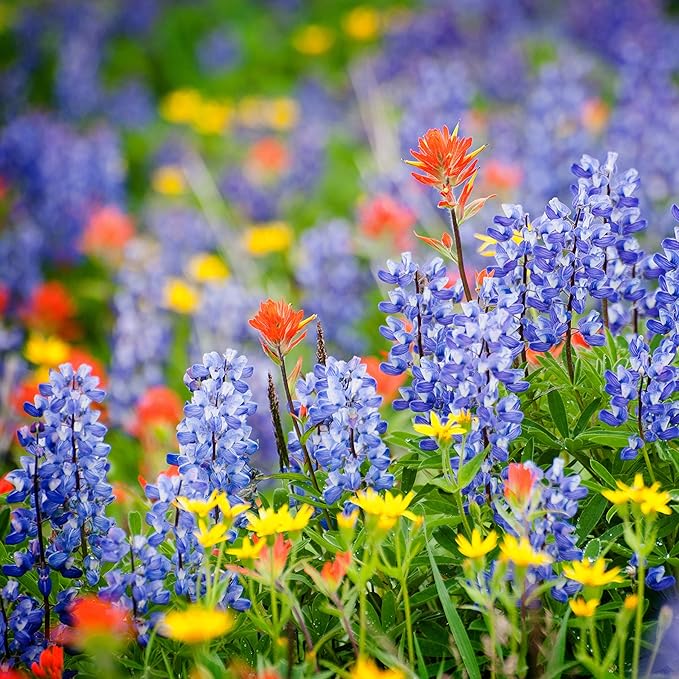 Created By Nature Maine Wildflower State Mix, 15 Flower Varieties, 50,000 Seeds