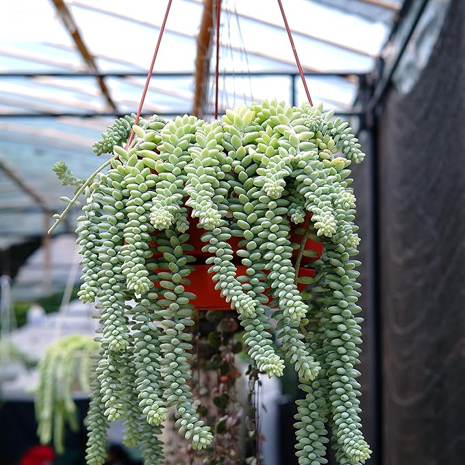 Smoke Camp Crafts 7 Live Plant Cuttings for Propagation, Queen of The Night Plant, Burro's Tail, Pencil Cactus, Spider, Snake, Mother of Thousands Green
