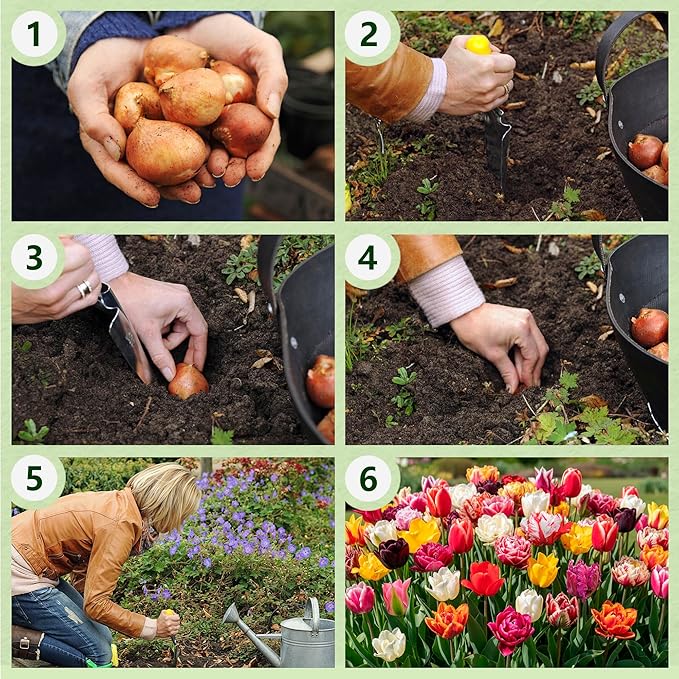 Whole Spring Tulip Bulbs Mix, 50 Pieces, Exclusive Tulips from Holland, 15 Varieties, Hardy and Perennial, Tulips for Garden, Pots, Balcony (Large Bulbs, No Seeds, Not Artificial)