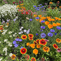 Ferry-Morse Southwest Mix Bulk Wildflower Seeds, 1lb