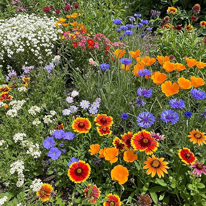 Ferry-Morse Southwest Mix Bulk Wildflower Seeds, 1lb