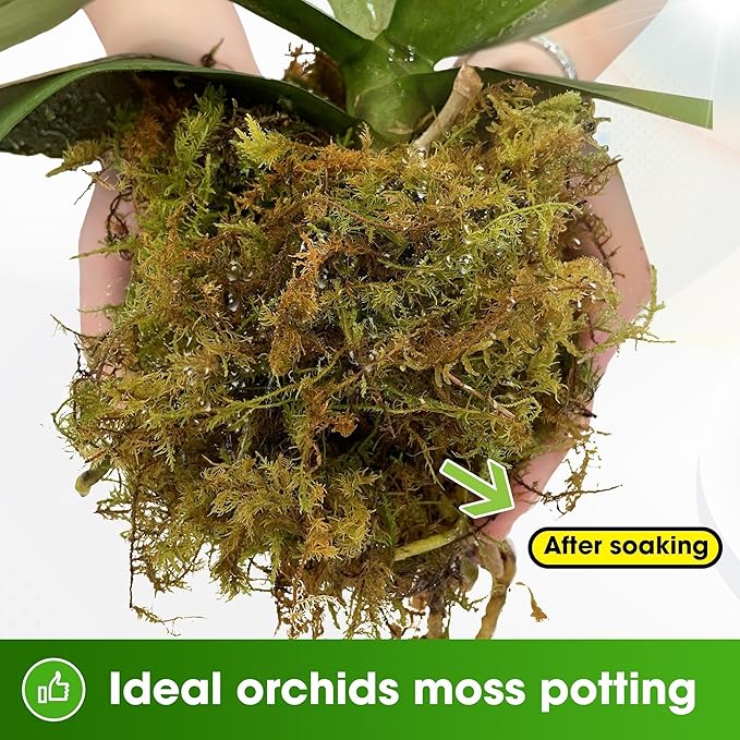 DUSPRO Dried Moss for Potted Plants, Forest Orchid Moss for Potting Mix, Sphagnum Potting Moss for Plants Indoor, Real Moss Soil Cover for Houseplant (2.1 LBS)