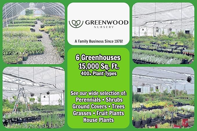 Greenwood Nursery: Live Perennial Plants - 'Red Fox' Spiked Speedwell + Veronica Spicata - [Qty: 3X Pint Pots] - (Click for Other Available Plants/Quantities)