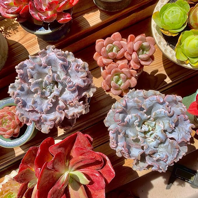 FWPP Echeveria 'Crispate Beauty' Live Succulent 3.5 Inch Potted Plant, Easy Care Indoor Houseplant, Real Succulent Gift for Home or Office Decor