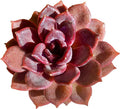 FWPP Live Succulents Plants Echeveria Black Mamba 3 inches,Rare Black Red Succulents Bare Root Without Pot Soil, Live Plants Indoor Office Decoration Wedding and Gift