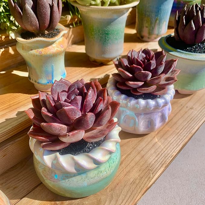 FWPP Live Succulents Plants Echeveria Black Mamba 3 inches,Rare Black Red Succulents Bare Root Without Pot Soil, Live Plants Indoor Office Decoration Wedding and Gift