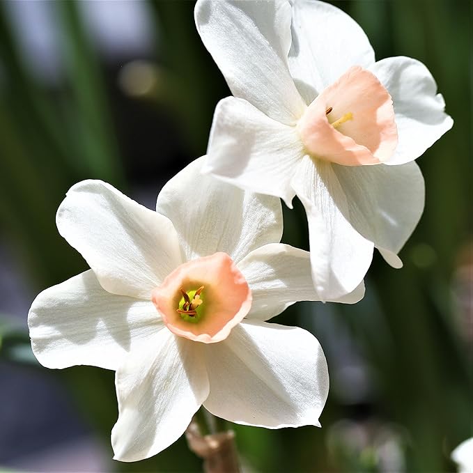 Easy to Grow Narcissus Daffodil Bell Song 10 Plant Bulbs - Fragrant White & Pink Flowers in Spring Sun Outdoor Zones 4-8