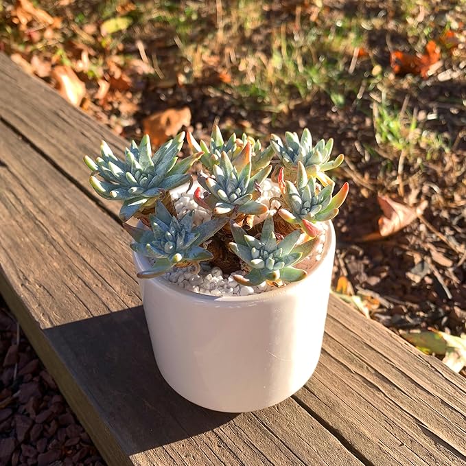 Dudleya Gnoma S.W.McCabe Rare Live Succulent Plants, Over 5 Heads Pot Size 3.4 inches Pink Live Plant, Excludes Pot Soil, Garden Indoor Office Desk, Party Baby Shower Decor, Gift for Plant Enthusiasts