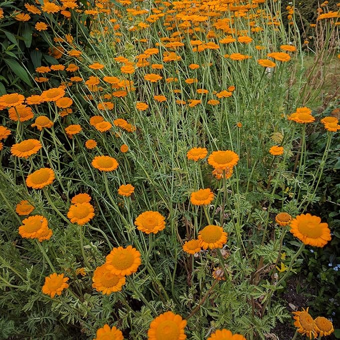 Outsidepride Orange Marguerite Daisy Seeds - 10000 Pcs. Perennial Drought-Tolerant & Pollinator-Friendly, Flower Seeds for Planting Vibrant Blooms for Gardens, Borders & Cut Flowers