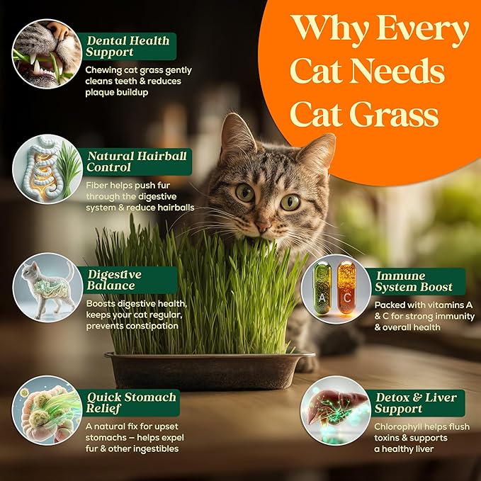 Cat Grass Seed Mix – 4 oz Pack with 5,200 Non-GMO Heirloom Seeds for Cats, Barley, Oat, Rye & Wheatgrass for Indoor Growing, Fresh Pet Grass for Digestion & Hairball Control