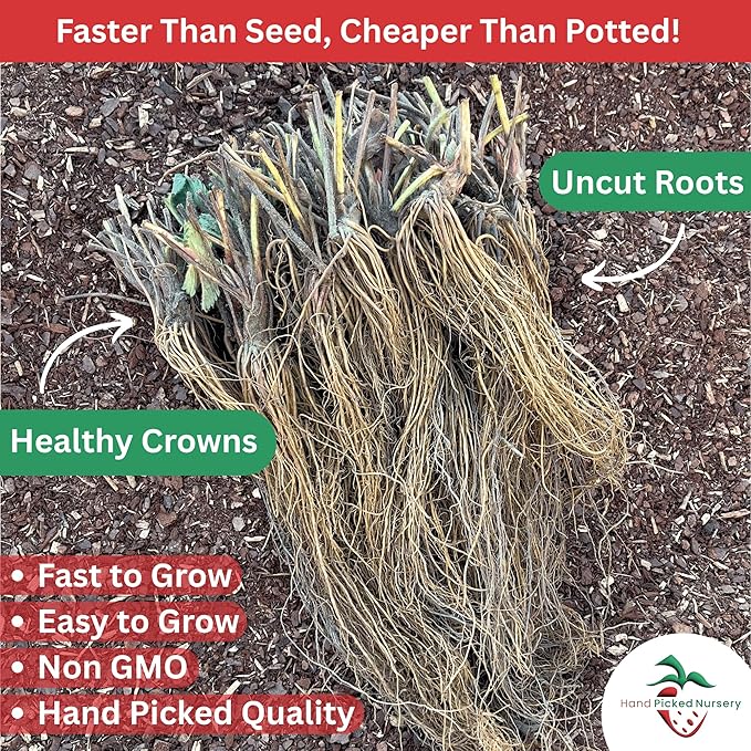 Earliglow Strawberry Plants from Hand Picked Nursery - Easy to Grow June Bearing Variety - Bare Root Strawberry Plants (15)