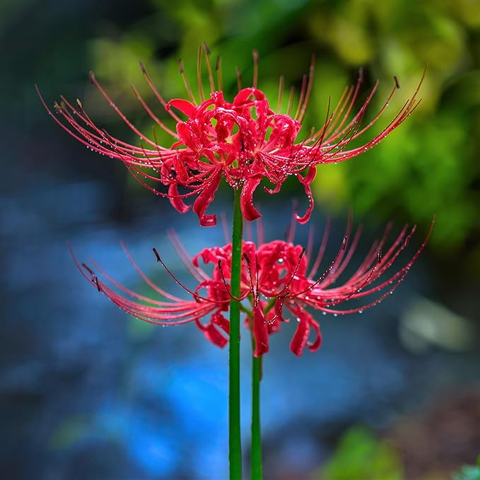 Easy to Grow Lycoris Red 'Spider Lily' Plant Bulbs (3 Pack) - Red Flowering Blooms in Summer to Fall Gardens