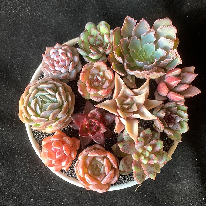 12pc Succulents Plants Live – Easy Care Bare Root Succulent, Low Maintenance Mini Succulents for Indoor Outdoor Decor, Home Office & Garden, Gift Set for Plant Lovers
