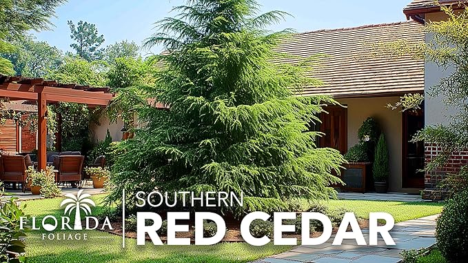 Southern Red Cedar | 1 Live 4 Inch Pot | Juniperus Virginiana Silicicola | Evergreen Privacy Trees | Native Landscape Plants