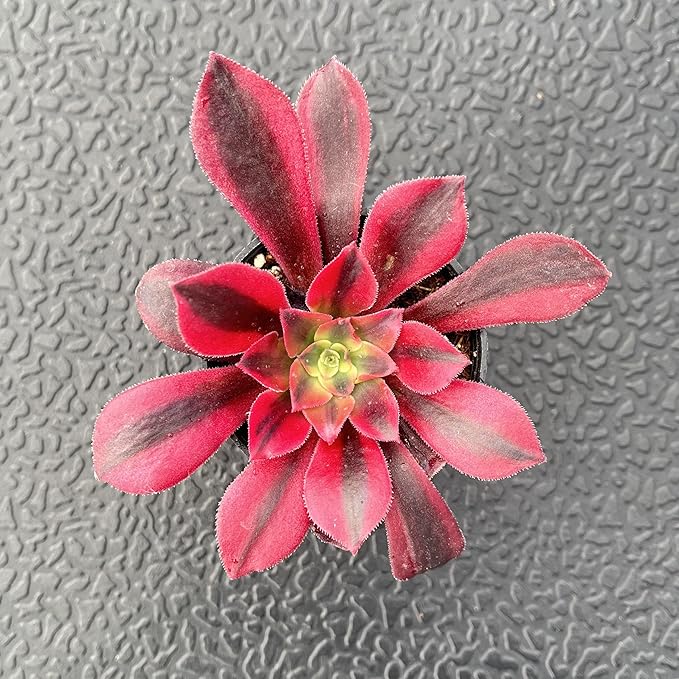 Sprout N Green Aeonium 'Meidusha', Live Rare Succulent Potted 2" Planter, Real House Plant for Party Favors Home Indoor Outdoor Garden Wedding Decoration DIY Projects