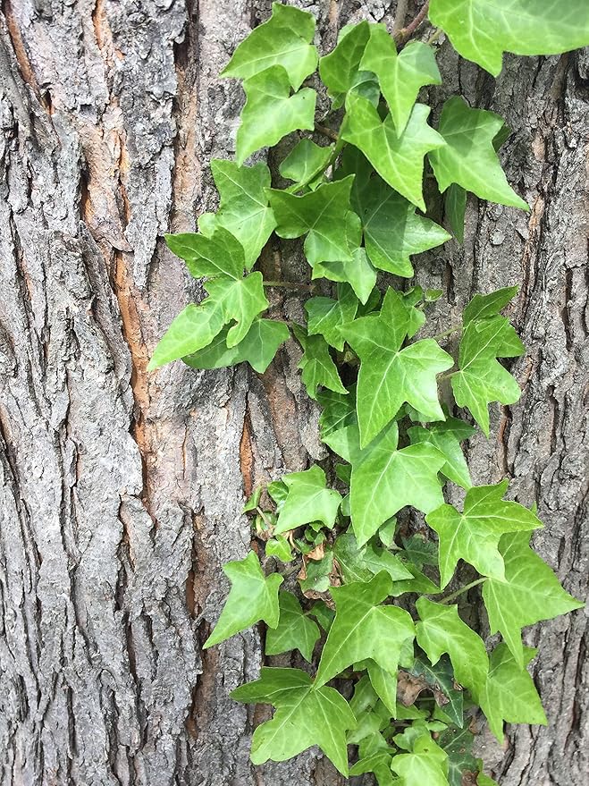 Green English Ivy - Live Plant in a 6 Inch Pot - Hedera Helix - Beautiful Easy Care Indoor Air Purifying Houseplant Vine