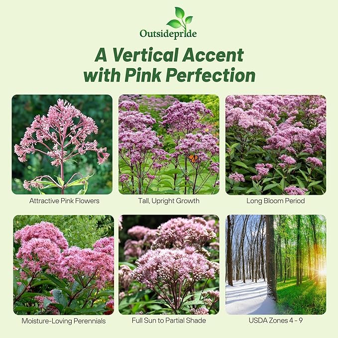 Outsidepride Joe Pyeweed Eupatorium Seeds - 5000 Pcs Easy to Grow, Non-Invasive Perennial Flower Seeds for Planting for Pollinator Gardens, Flood Plains, Swamps, Bogs, or Stream Banks