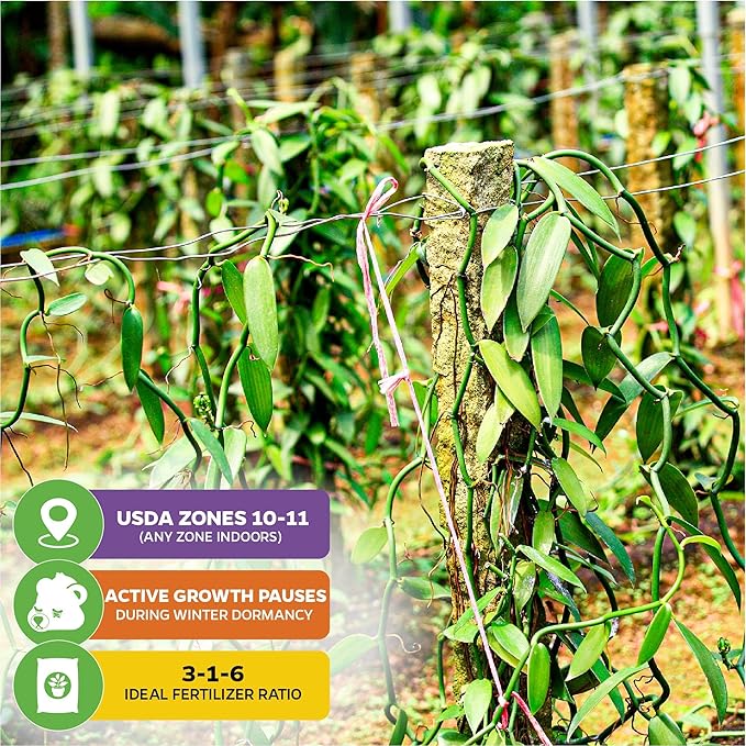 Vanilla Bean Orchid Live Plant - Vanilla planifolia by Wellspring Gardens - Fragrant Vanilla Beans, Versatile Vine, Tropical Elegance, Aromatic Treasure - Vanilla Bean Starter Plant