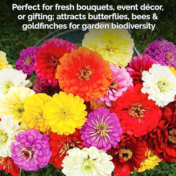KVITER 550 California Giant Zinnia Seeds for 2025 (Zinnia Elegans) – Heirloom & Non GMO Double Blooms, Pollinator Magnet – Ideal Flower Seeds for Planting in Garden, Containers, Cutting Beds